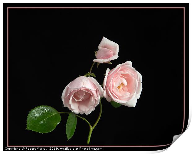 Pink Rose "New Dawn" Print by Robert Murray