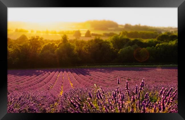 Lavender Field Framed Print by Claire Colston