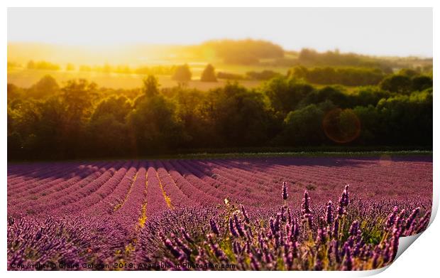 Lavender Field Print by Claire Colston