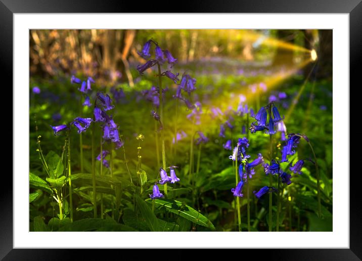 Sunrays fall on Bluebells  Framed Mounted Print by Alan Barr