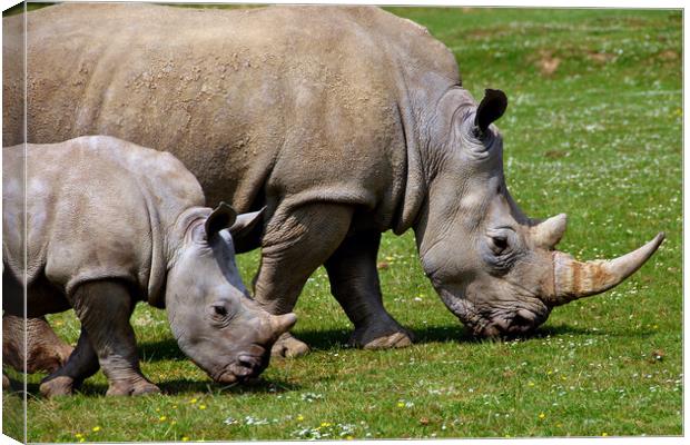 Southern White Rhino Rhinoceros Ceratotherium Simu Canvas Print by Andy Evans Photos