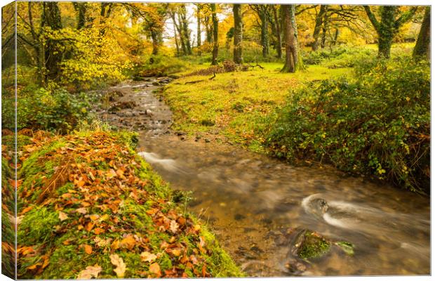 Autumn forest stream near Meavy on Dartmoor  Canvas Print by Tony Twyman