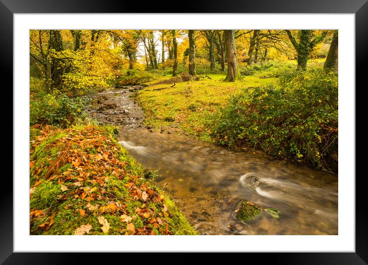 Autumn forest stream near Meavy on Dartmoor  Framed Mounted Print by Tony Twyman