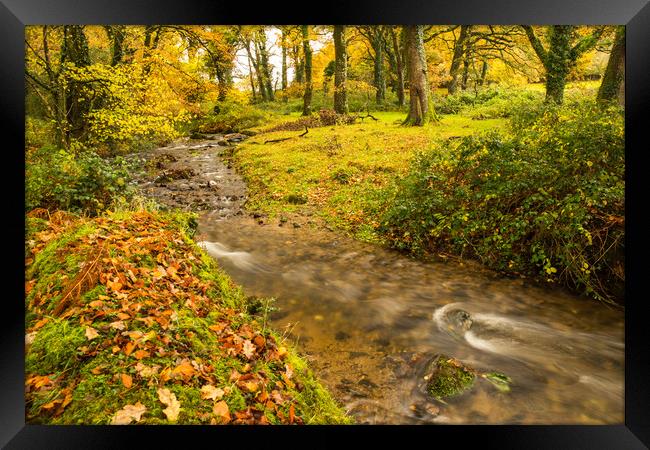 Autumn forest stream near Meavy on Dartmoor  Framed Print by Tony Twyman