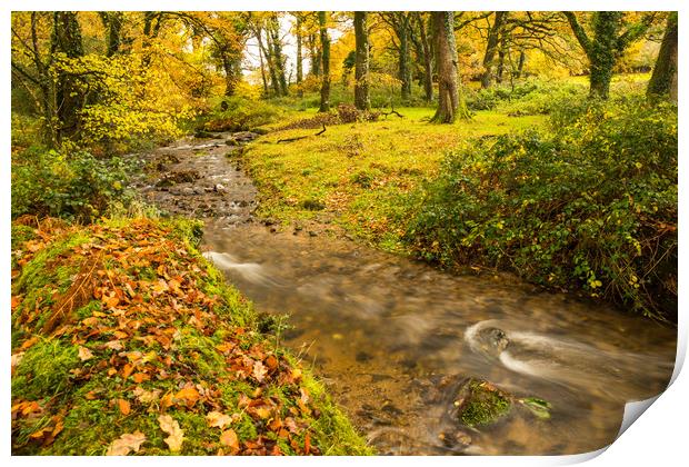 Autumn forest stream near Meavy on Dartmoor  Print by Tony Twyman