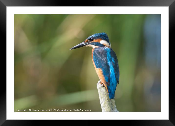 Kingfisher Framed Mounted Print by Donna Joyce