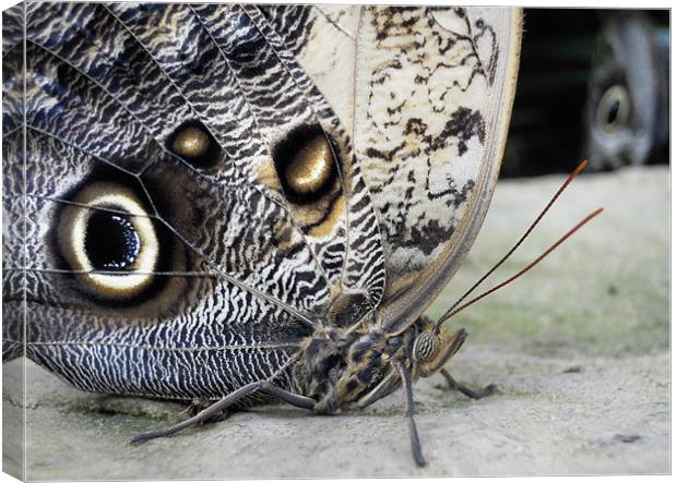 owl butterfly Canvas Print by Heather Newton