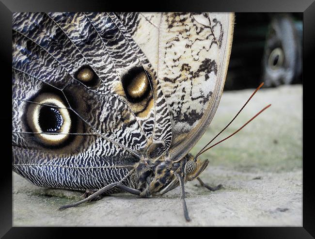 owl butterfly Framed Print by Heather Newton