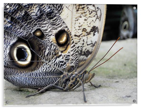 owl butterfly Acrylic by Heather Newton