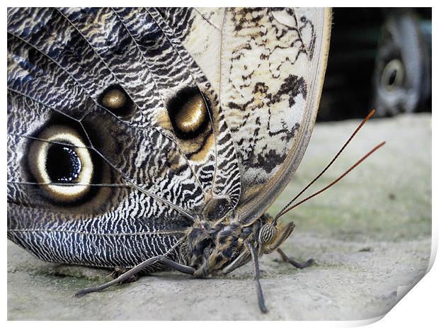 owl butterfly Print by Heather Newton