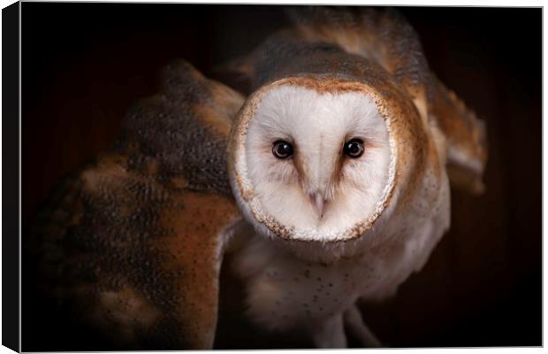 Barn Owl - Looking at you. Canvas Print by Mike Evans