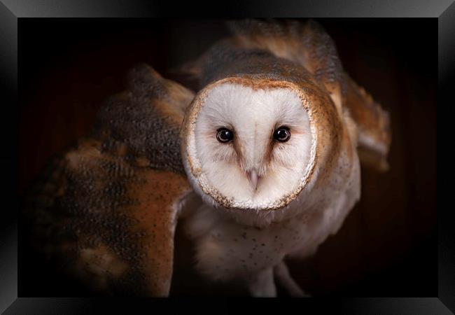 Barn Owl - Looking at you. Framed Print by Mike Evans