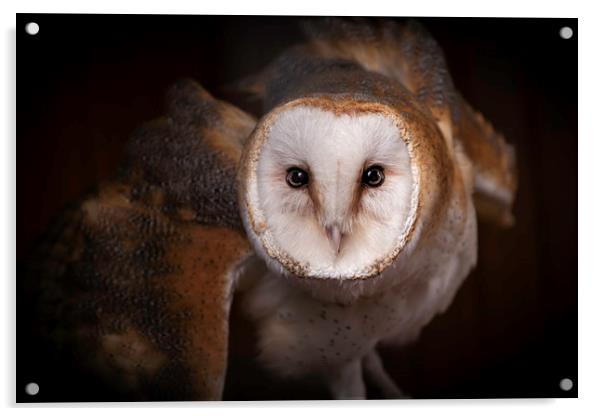 Barn Owl - Looking at you. Acrylic by Mike Evans
