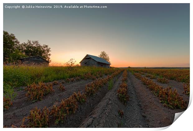 Sunset Over The Potato Rows Print by Jukka Heinovirta