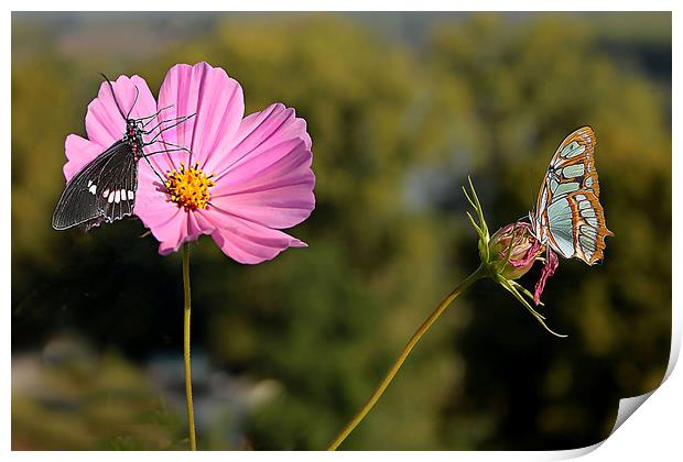 Cosmos and butterflies  Print by Irene Burdell