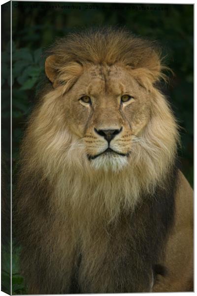 Majestic Lion  Canvas Print by rawshutterbug 