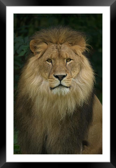 Majestic Lion  Framed Mounted Print by rawshutterbug 