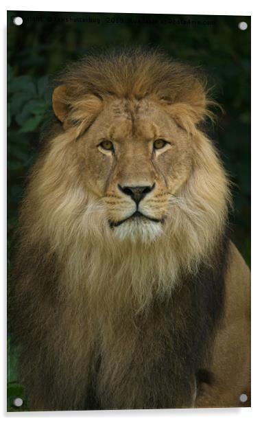 Majestic Lion  Acrylic by rawshutterbug 