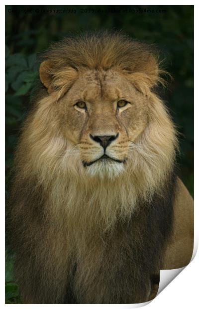 Majestic Lion  Print by rawshutterbug 