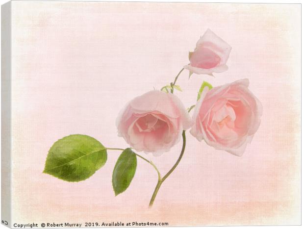 Pink Rose Canvas Print by Robert Murray