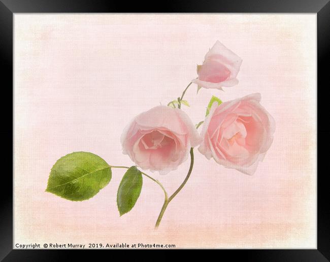 Pink Rose Framed Print by Robert Murray