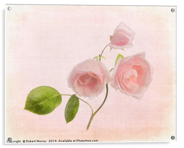 Pink Rose Acrylic by Robert Murray
