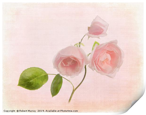 Pink Rose Print by Robert Murray