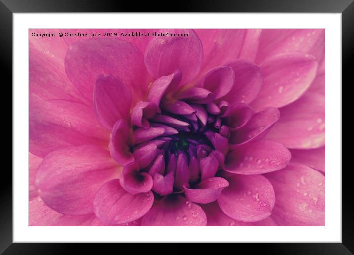 Pink Delilah Framed Mounted Print by Christine Lake