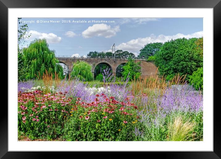 Chelmsford Central Park Summer Gardens Framed Mounted Print by Diana Mower