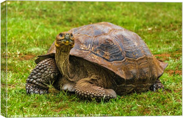 Galapagos Giant Turtle, Ecuador Canvas Print by Daniel Ferreira-Leite