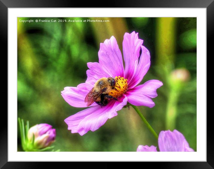 Bumble Bee on Pink Cosmos Framed Mounted Print by Frankie Cat