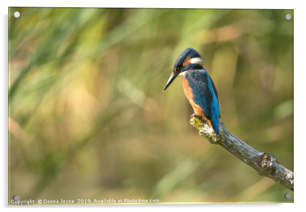 Kingfisher Acrylic by Donna Joyce