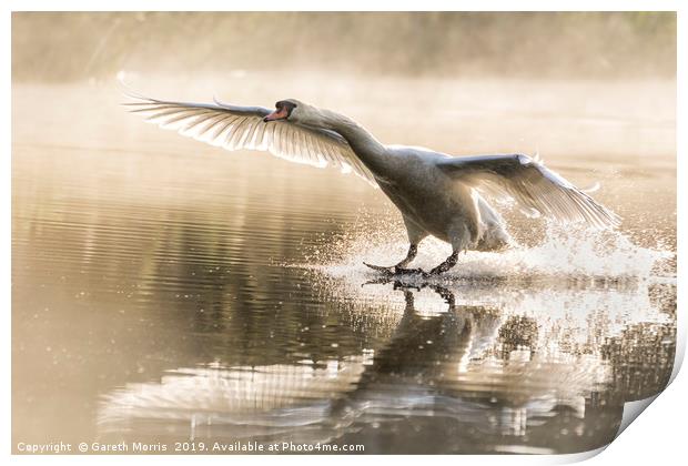 Swan landing Print by Gareth Morris