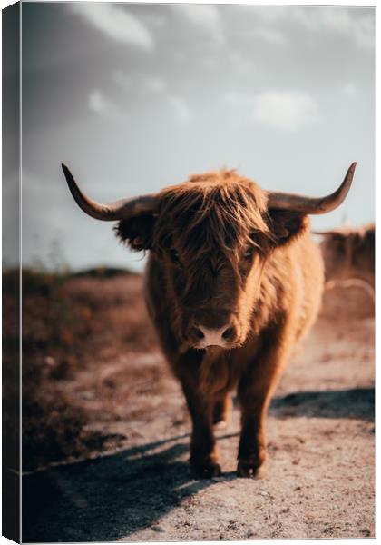 Highland Cow Canvas Print by Sam Bradley