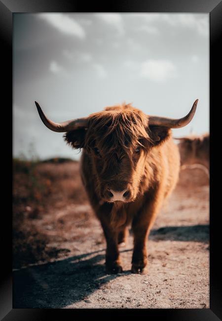 Highland Cow Framed Print by Sam Bradley