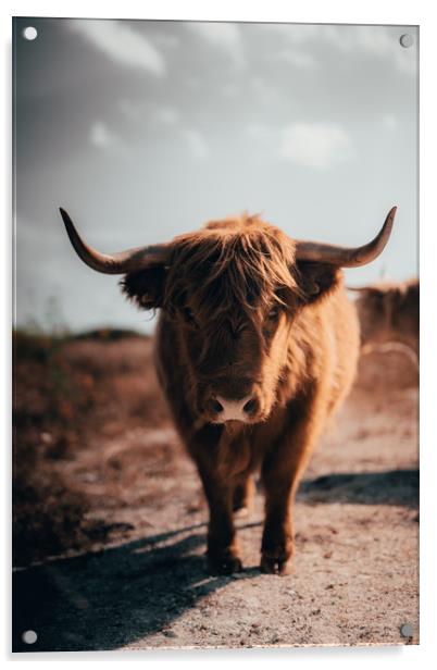 Highland Cow Acrylic by Sam Bradley