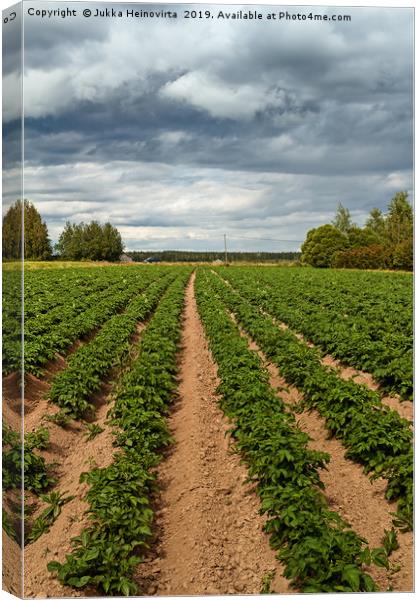 Potato Fields Under the Dramatic Skies Canvas Print by Jukka Heinovirta