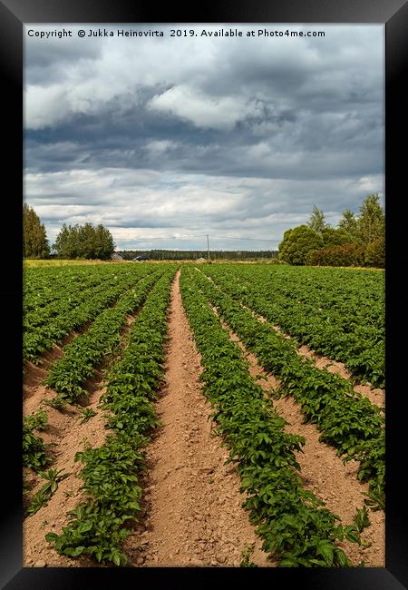 Potato Fields Under the Dramatic Skies Framed Print by Jukka Heinovirta