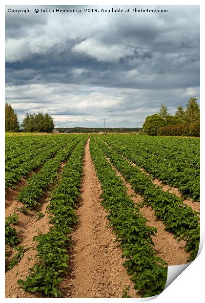 Potato Fields Under the Dramatic Skies Print by Jukka Heinovirta