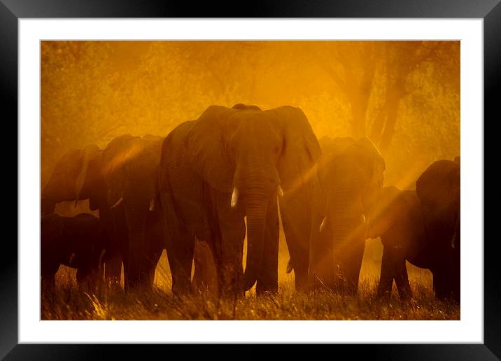Elephants at sunset Framed Mounted Print by Steve Adams