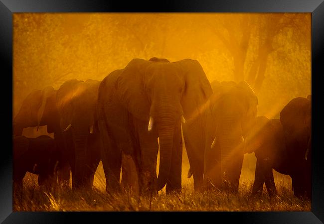 Elephants at sunset Framed Print by Steve Adams