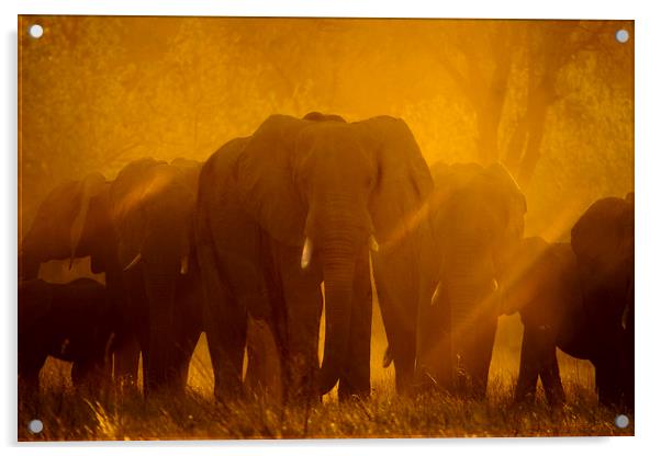 Elephants at sunset Acrylic by Steve Adams