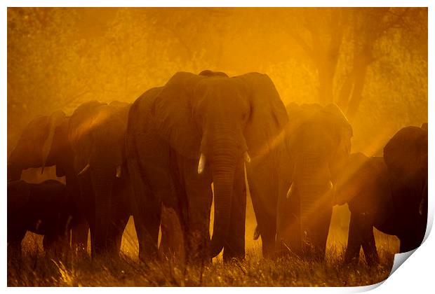 Elephants at sunset Print by Steve Adams