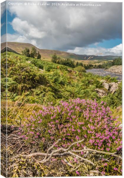 Flowering Heather near High Force, Upper Teesdale Canvas Print by Richard Laidler