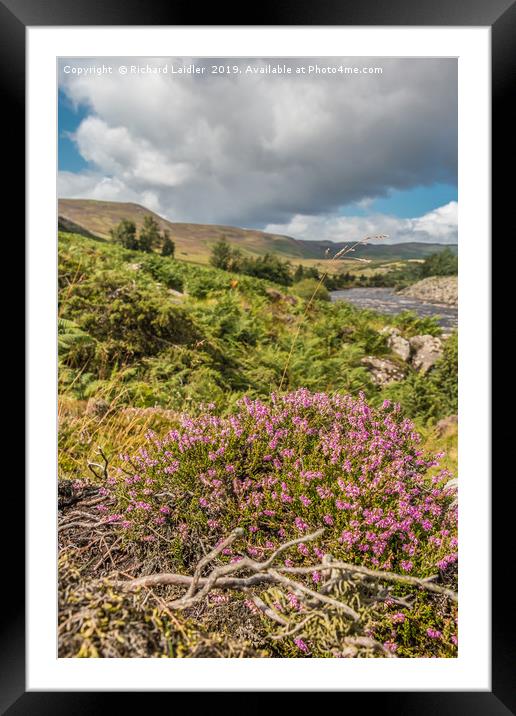 Flowering Heather near High Force, Upper Teesdale Framed Mounted Print by Richard Laidler