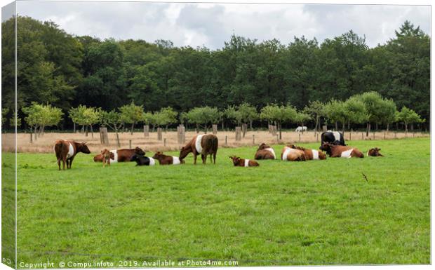 field with dutch belted cows in holland Canvas Print by Chris Willemsen