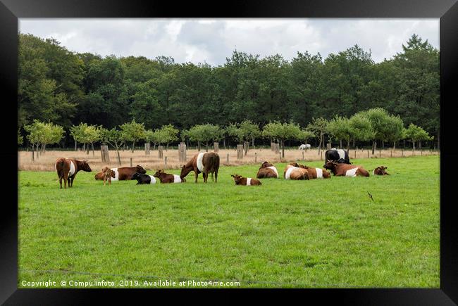 field with dutch belted cows in holland Framed Print by Chris Willemsen