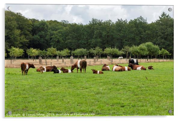 field with dutch belted cows in holland Acrylic by Chris Willemsen