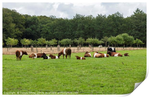 field with dutch belted cows in holland Print by Chris Willemsen