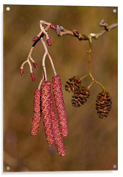 Alder Catkins Acrylic by Pete Hemington